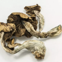 Psilocybe Cubensis