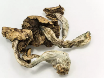 Psilocybe Cubensis