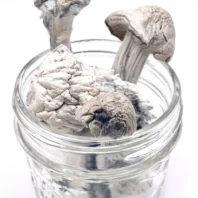 Buy Albino Penis Envy (APE)