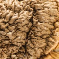 Buy Bachlors | Texas Yellow Cap Mushrooms for sale