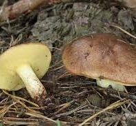 Buy Top Quality Canned Suillus Granulatus Mushroom