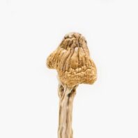 Buy Tri-Colour Ecuadorian Magic Mushroom