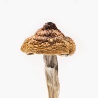 B+ Magic Mushrooms online